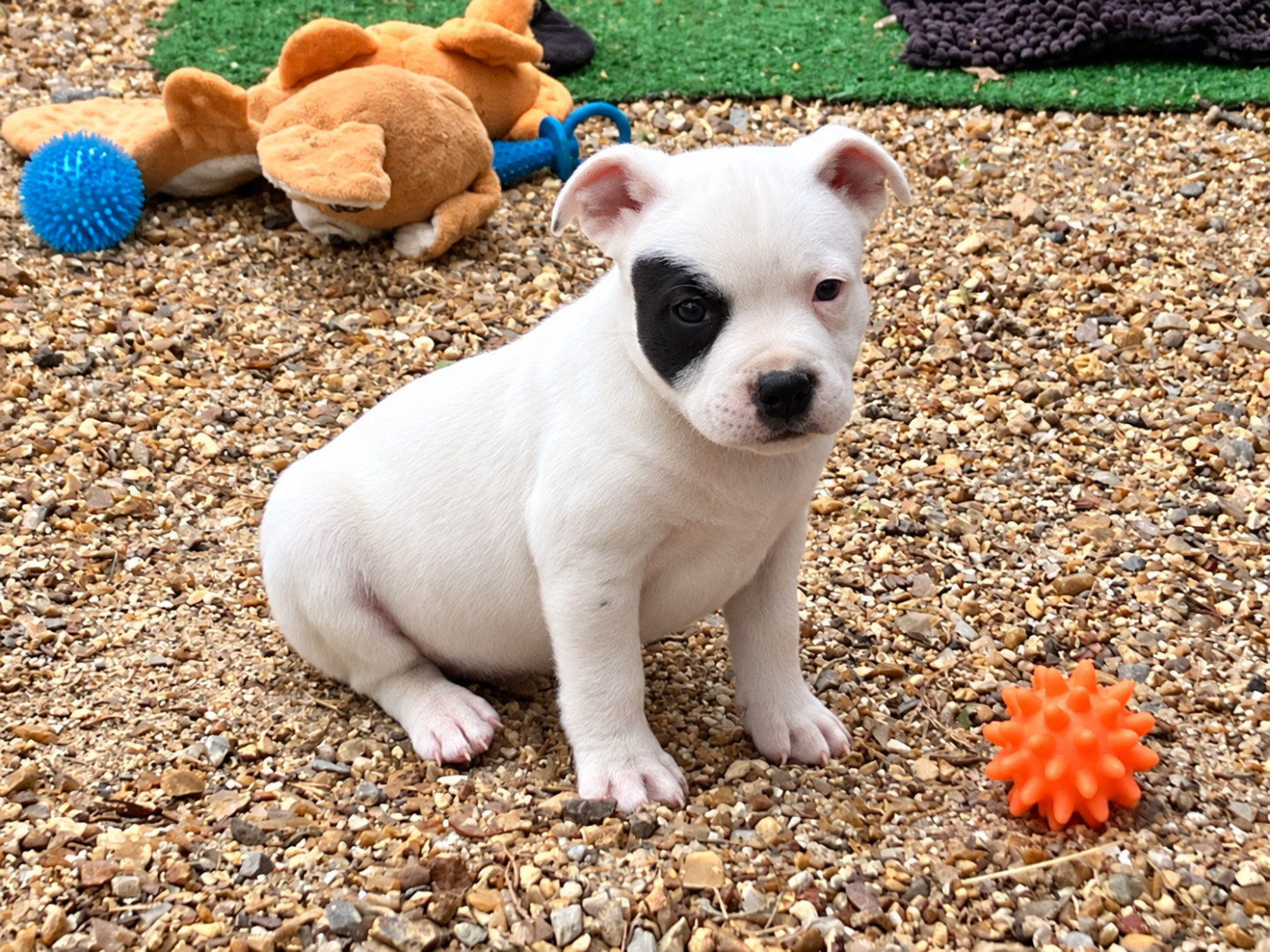 of Atomic Dog - Chiots disponibles - Staffordshire Bull Terrier
