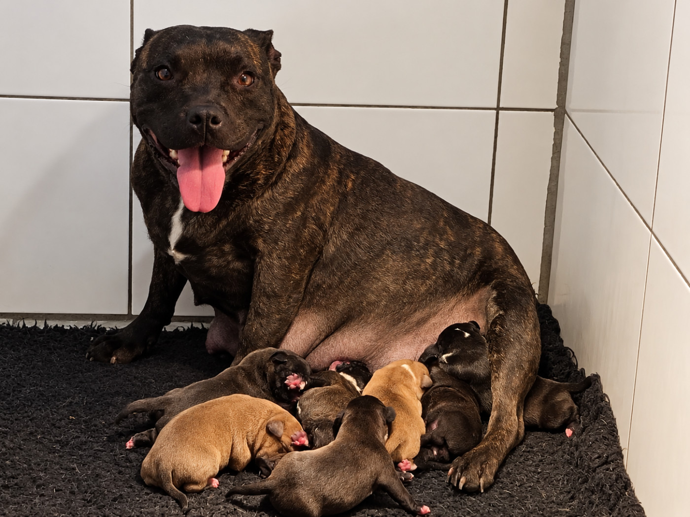 of Atomic Dog - Chiots disponibles - Staffordshire Bull Terrier