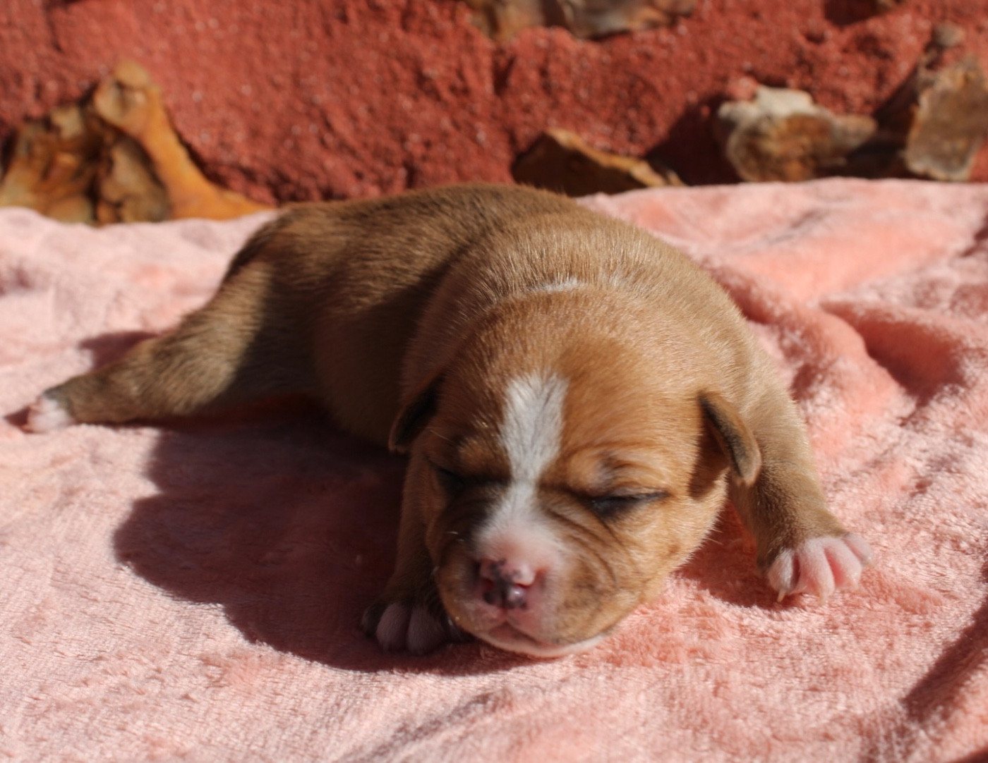of Atomic Dog - Chiots disponibles - Staffordshire Bull Terrier