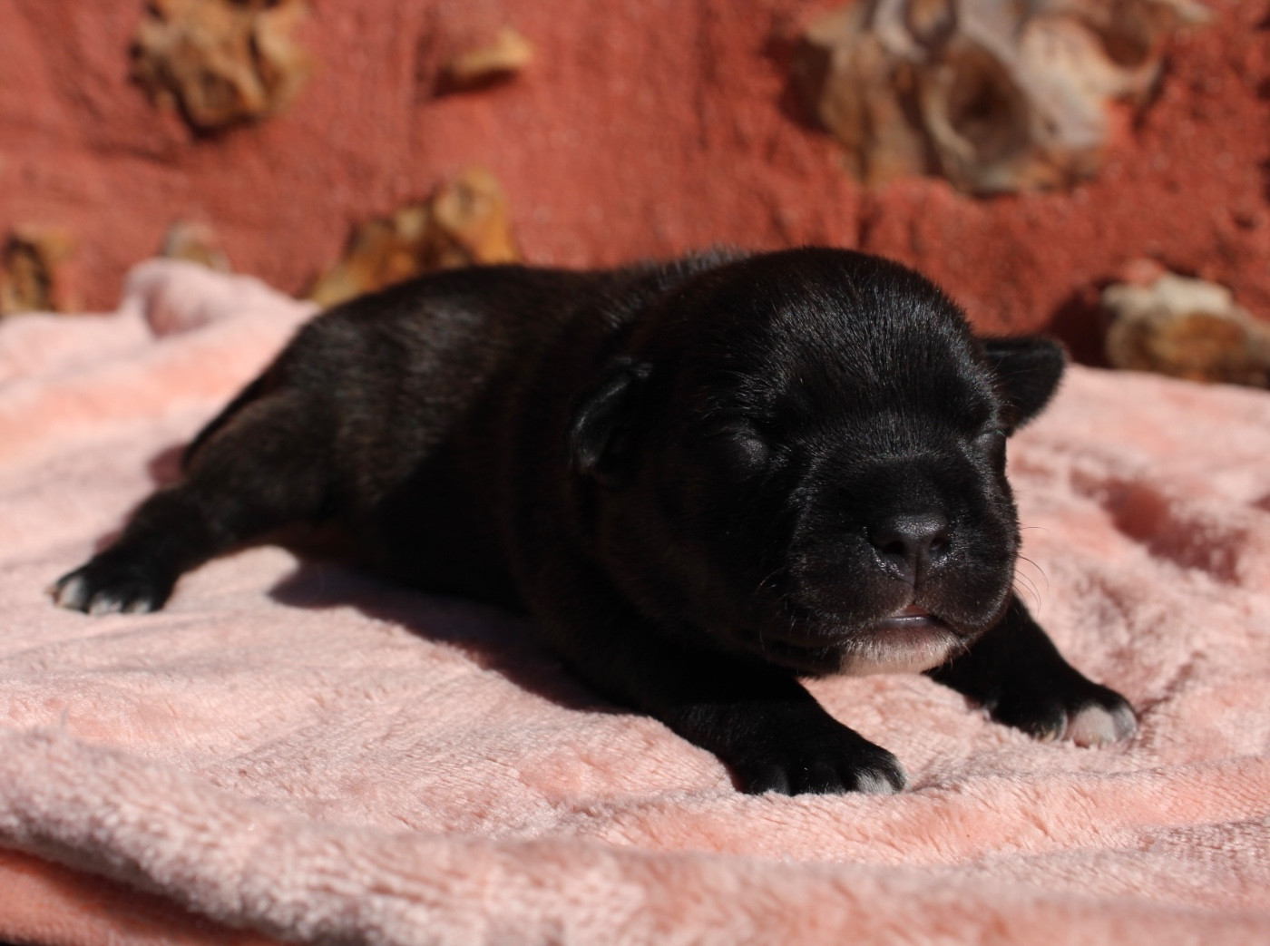 of Atomic Dog - Chiots disponibles - Staffordshire Bull Terrier