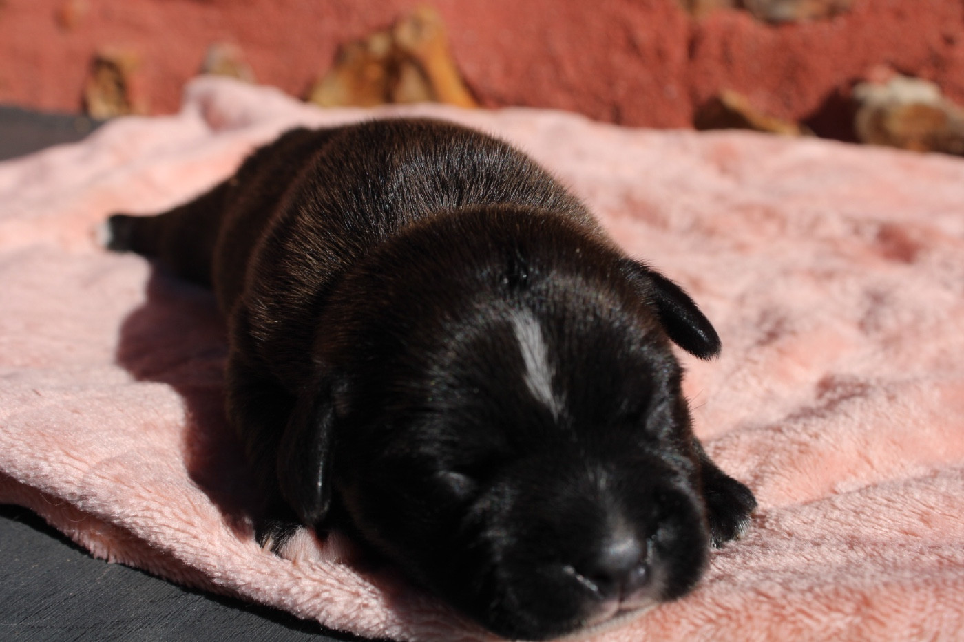 of Atomic Dog - Chiots disponibles - Staffordshire Bull Terrier