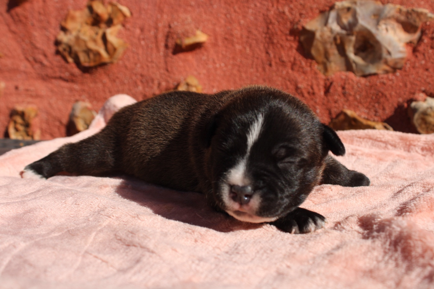 of Atomic Dog - Chiots disponibles - Staffordshire Bull Terrier