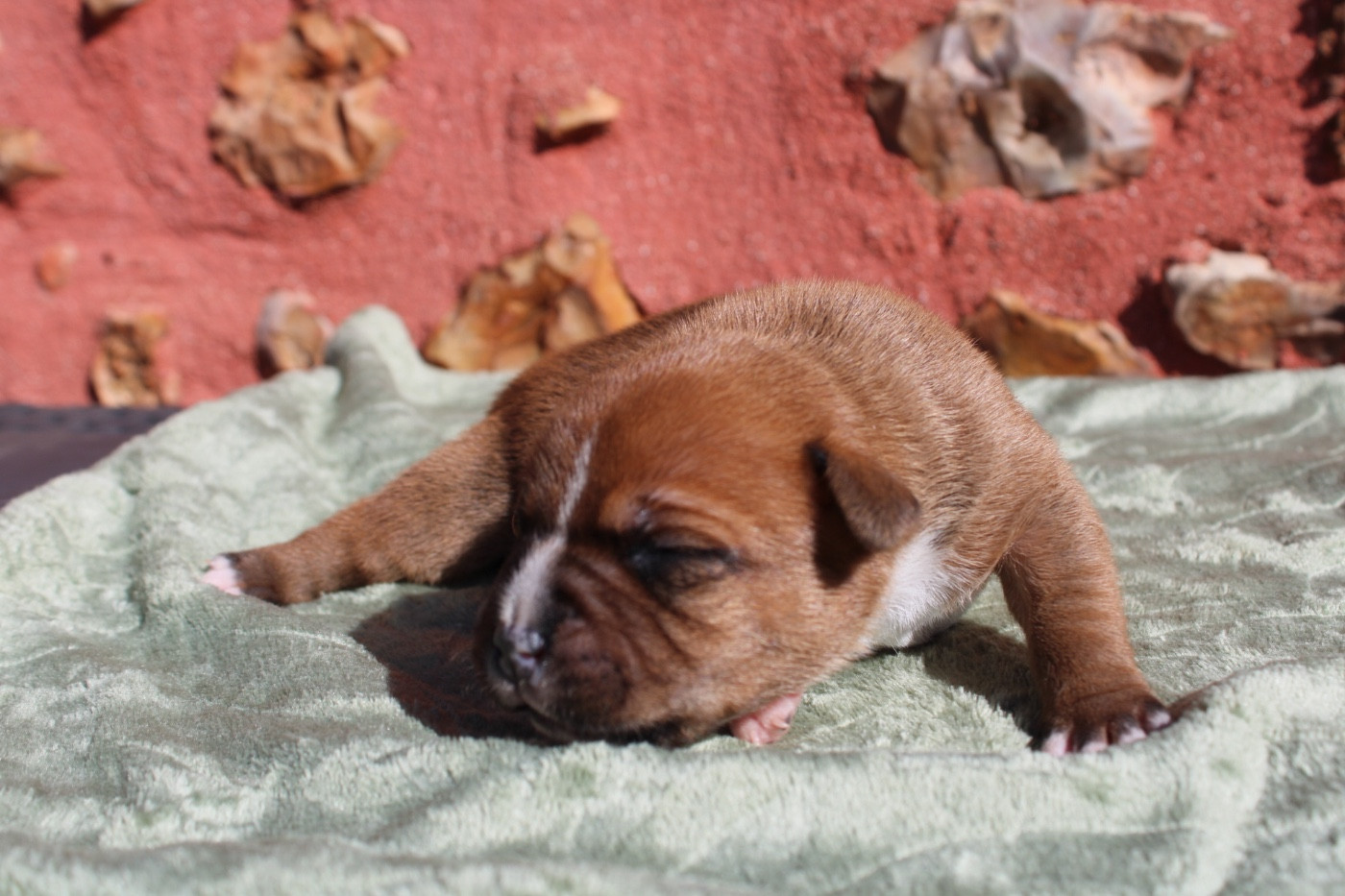 of Atomic Dog - Chiots disponibles - Staffordshire Bull Terrier