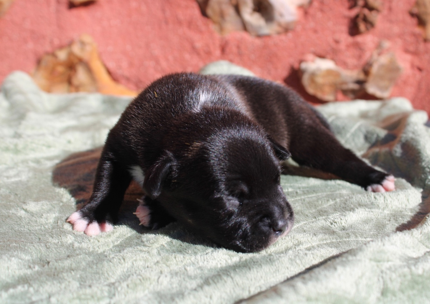 of Atomic Dog - Chiots disponibles - Staffordshire Bull Terrier