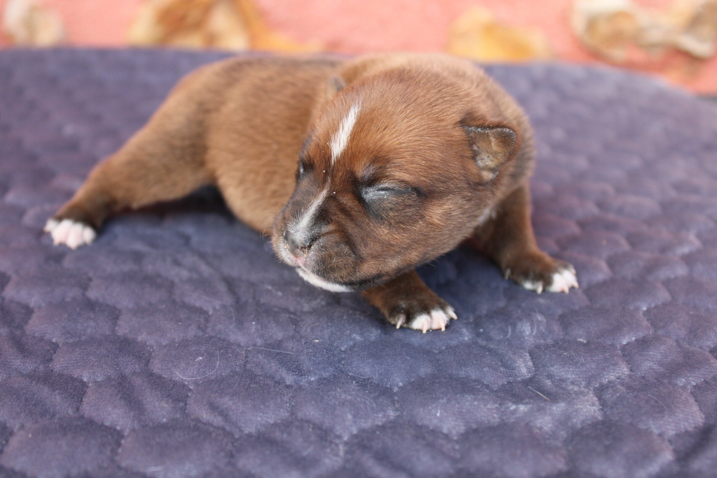 of Atomic Dog - Chiots disponibles - Staffordshire Bull Terrier