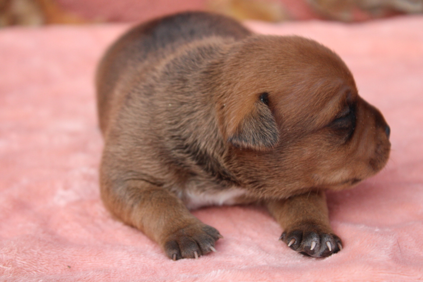 of Atomic Dog - Chiots disponibles - Staffordshire Bull Terrier