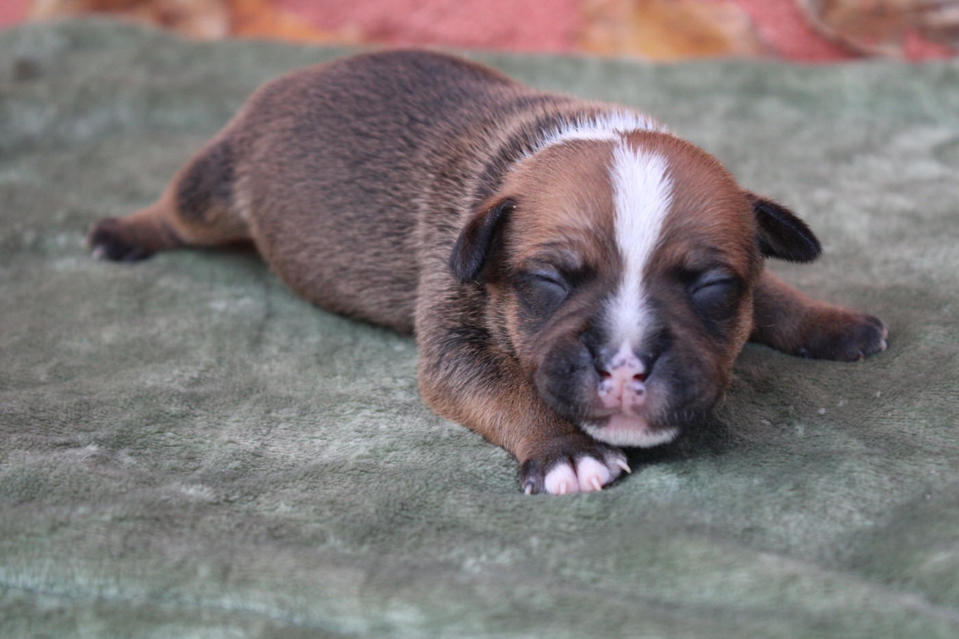 of Atomic Dog - Chiots disponibles - Staffordshire Bull Terrier