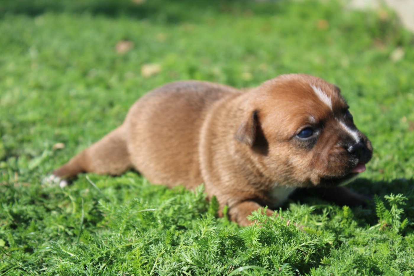 of Atomic Dog - Chiots disponibles - Staffordshire Bull Terrier