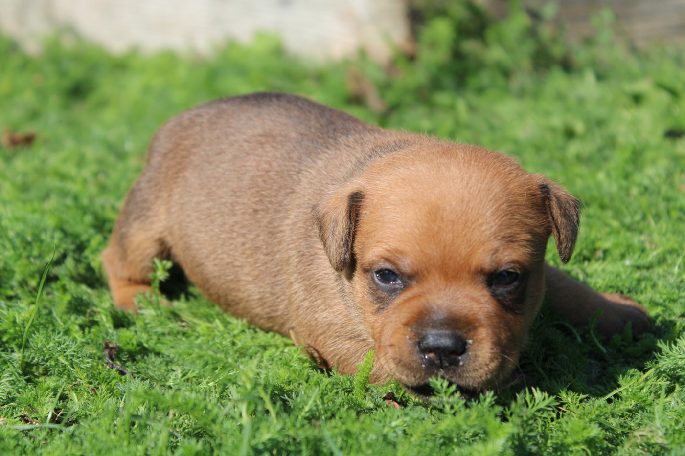 of Atomic Dog - Chiots disponibles - Staffordshire Bull Terrier