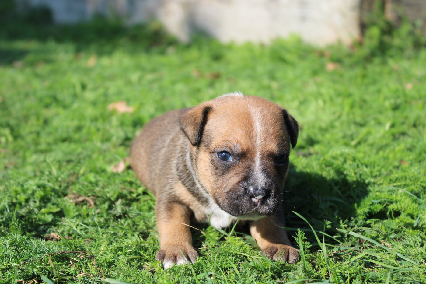 of Atomic Dog - Chiots disponibles - Staffordshire Bull Terrier