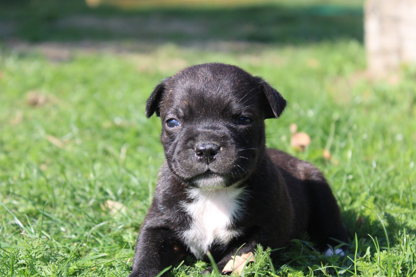 of Atomic Dog - Chiots disponibles - Staffordshire Bull Terrier