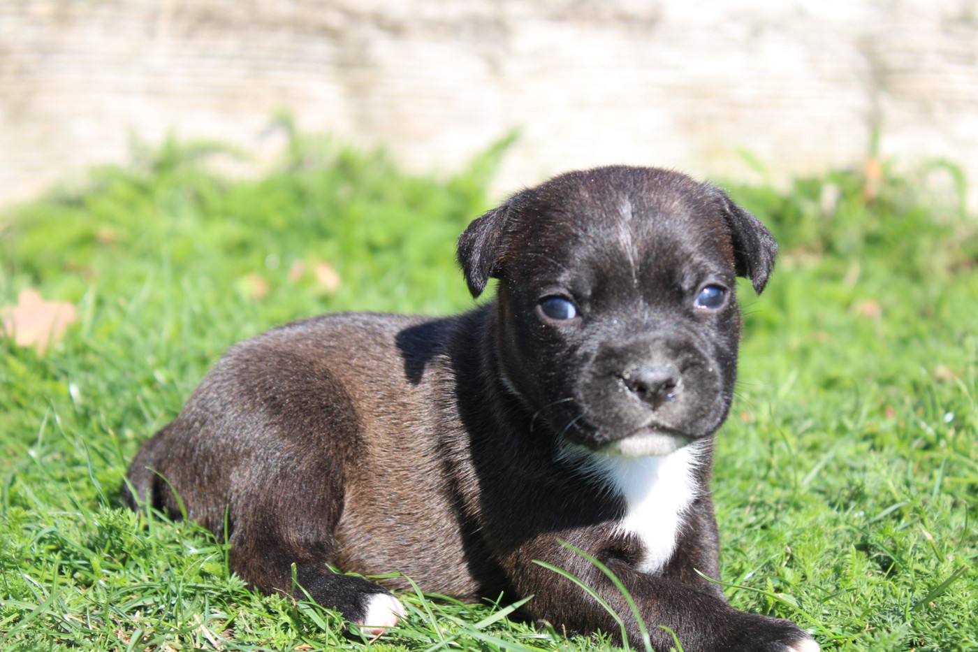 of Atomic Dog - Chiots disponibles - Staffordshire Bull Terrier