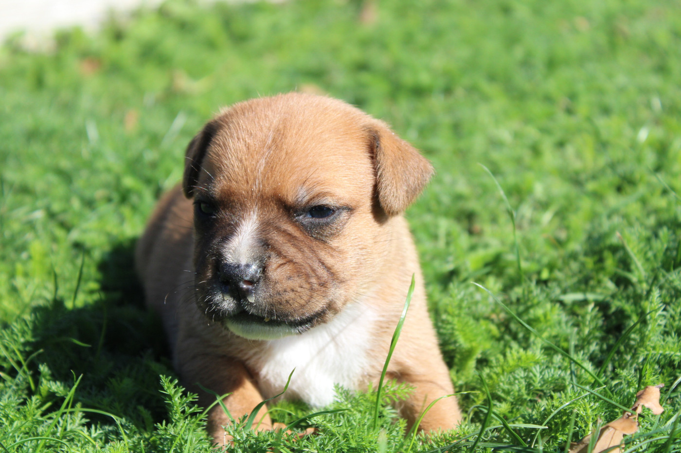 of Atomic Dog - Chiots disponibles - Staffordshire Bull Terrier