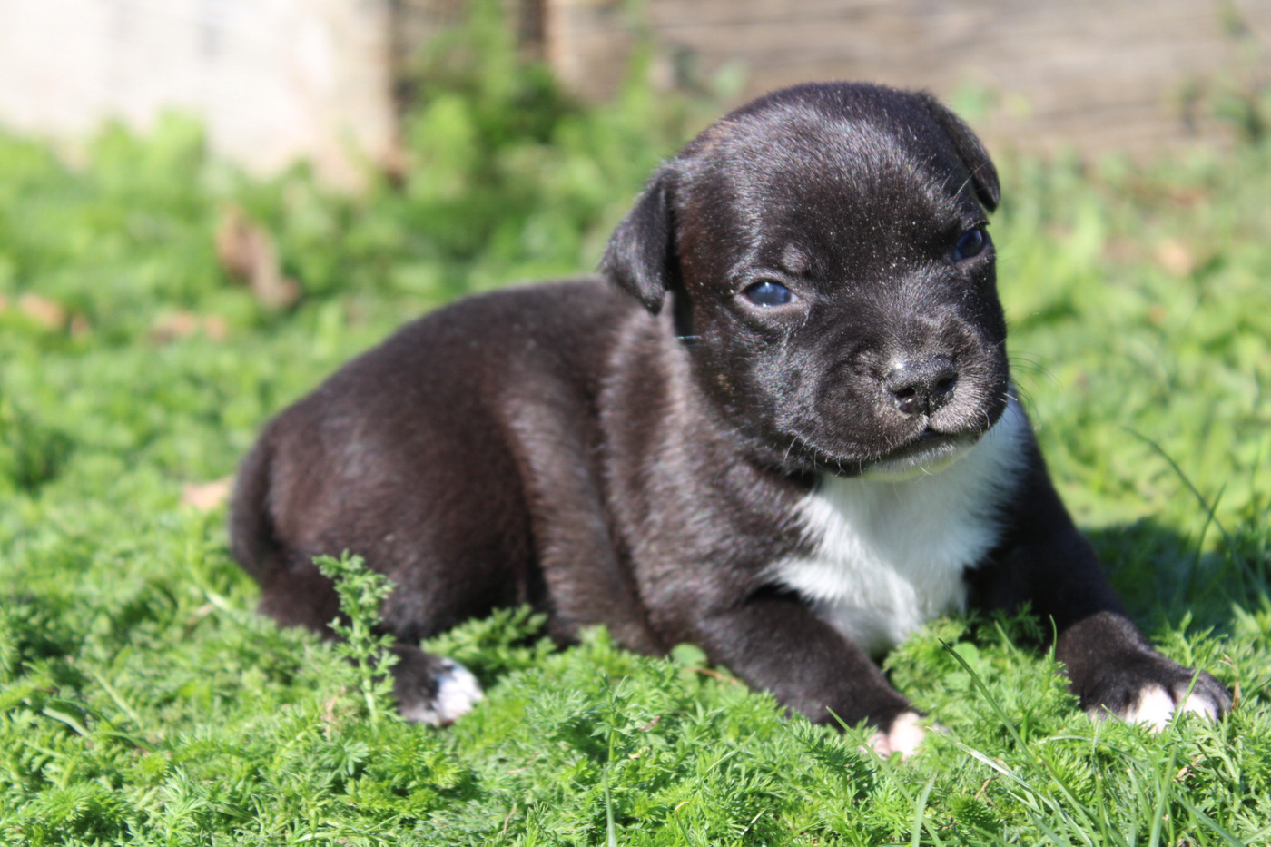 of Atomic Dog - Chiots disponibles - Staffordshire Bull Terrier