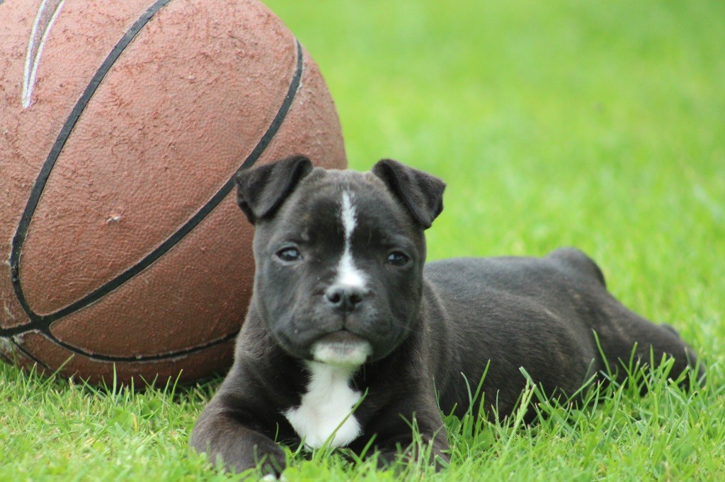 of Atomic Dog - Staffordshire Bull Terrier - Portée née le 30/03/2025